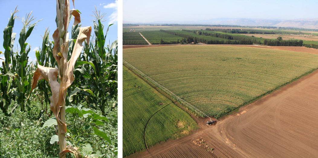 Maize late wilt disease research