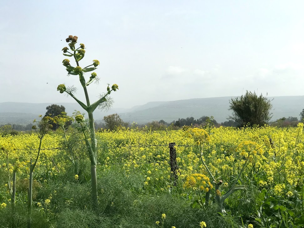 Upper Galilee Regional Council