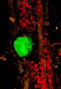 Islands of Hope – Young Lateral Roots survives lethal salinity