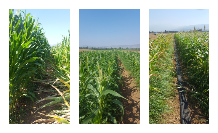 Phytopathology, Biological Control