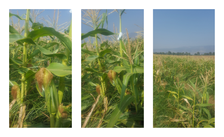 Phytopathology, Biological Control