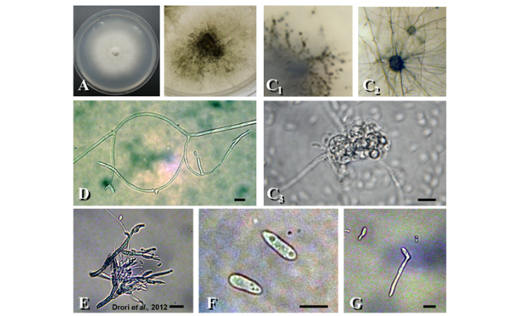 Phytopathology, Biological Control