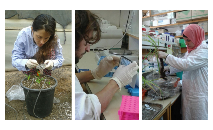 Phytopathology, Biological Control