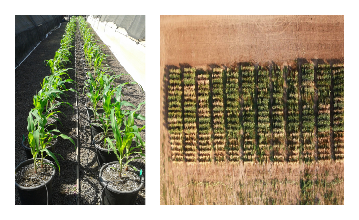 Phytopathology, Biological Control