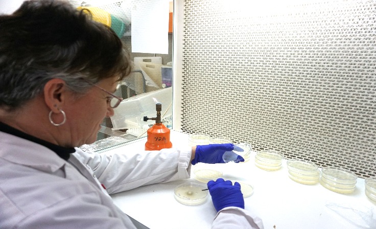 Phytopathology, Biological Control