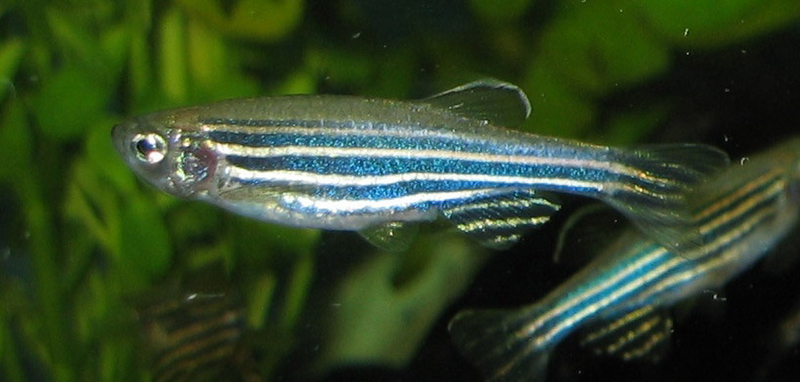 "Zebrafish help scientists speed up tests for medical cannabis strains"