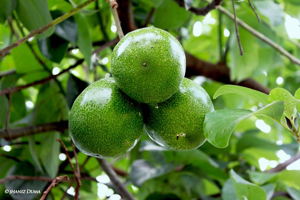 In the World of Avocados