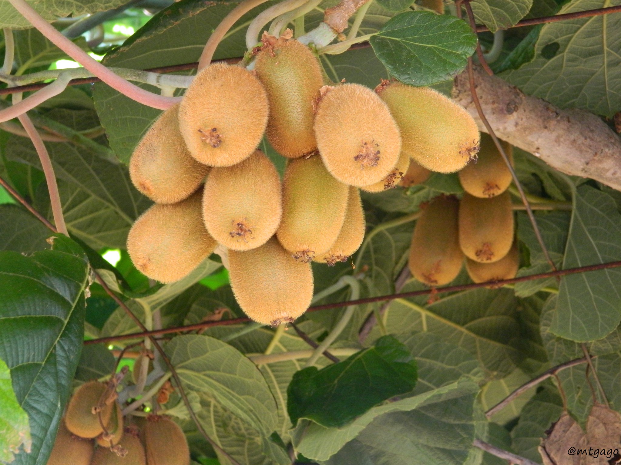 In the world of Kiwi Fruit 