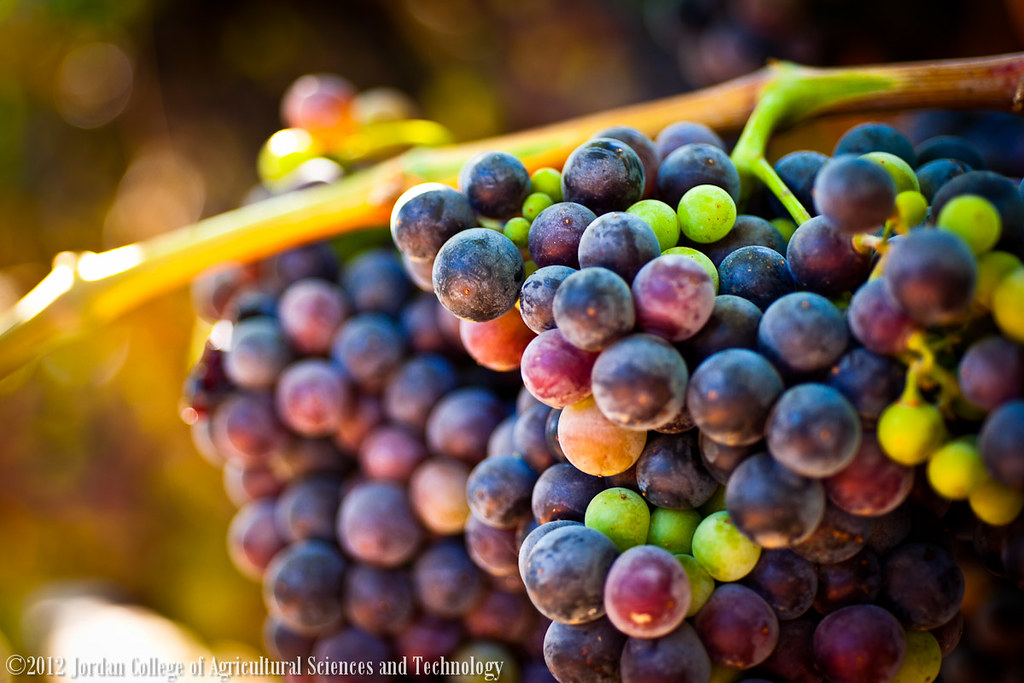 In the World of the Vineyard 