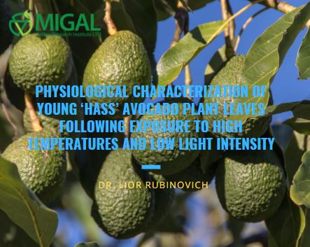 Physiological Characterization of Young ‘Hass’ Avocado Plant Leaves Following Exposure to High Temperatures and Low Light Intensity - Dr. Lior Rubinovich