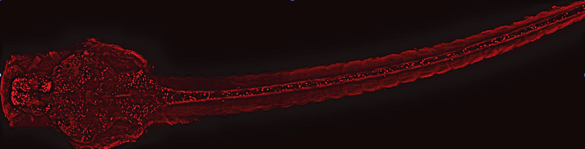 An imaging of a zebrafish larva's neural system via Or's research methods
