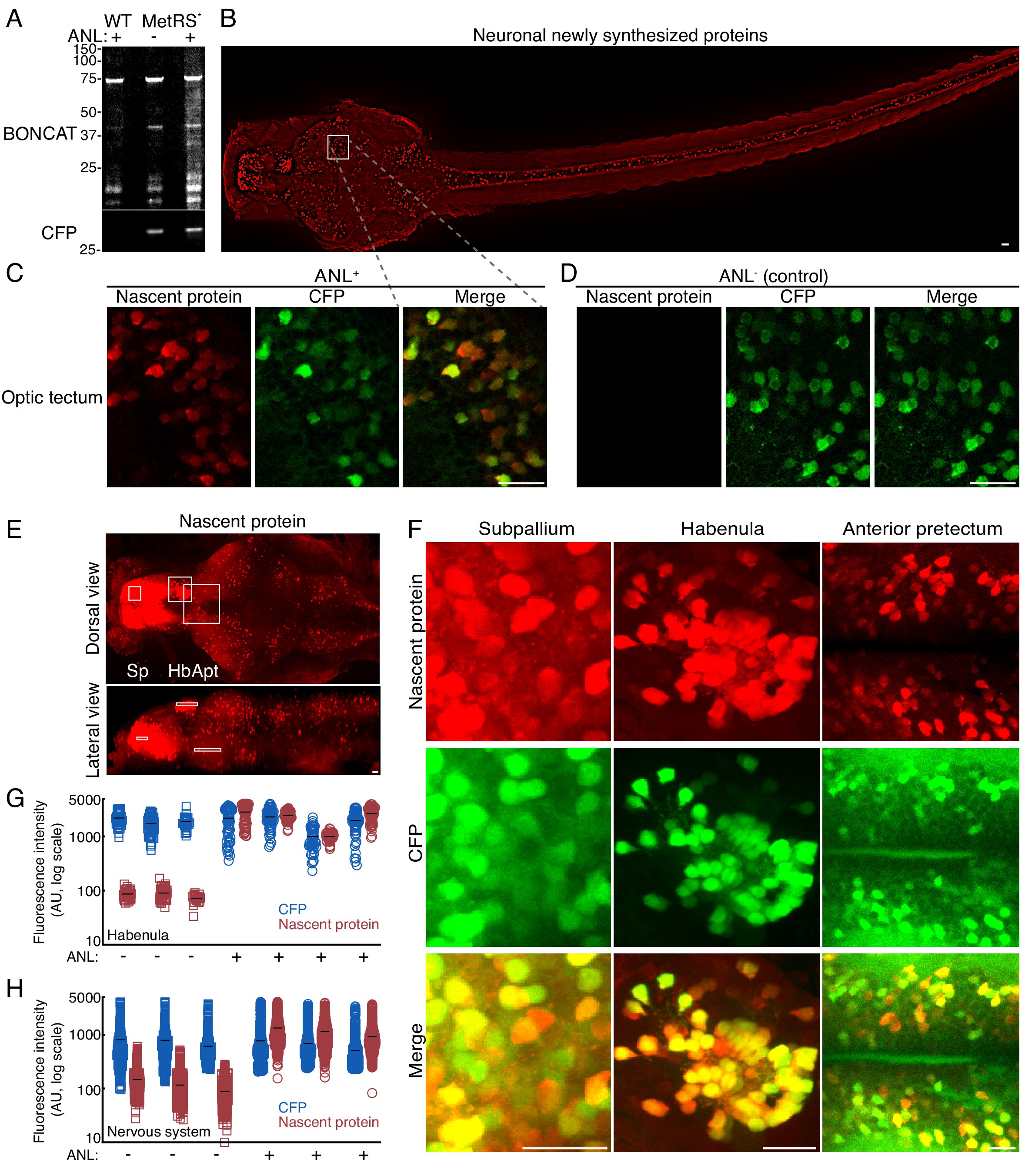 a figure from Or's research