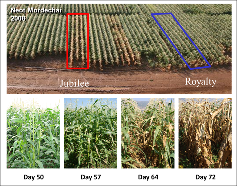 Late wilt disease sensitive (left) and resistance (right) maize cultivars.