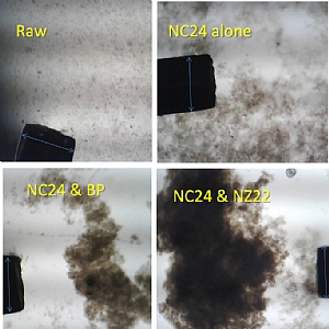 clay, organoclays and nanocomposites