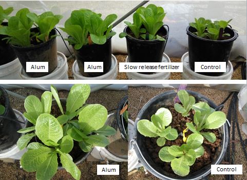 Phosphorus Recycling