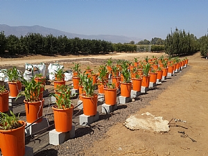 plants in field