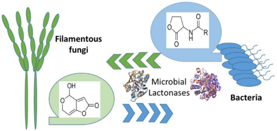 Deciphering the role of enzyme-based disruption mechanisms in microbial interactions and their effect on plant sensitivity to pathogens 