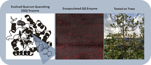 Identifying  and Engineering Quorum Quenching enzymes as anti microbial strategy