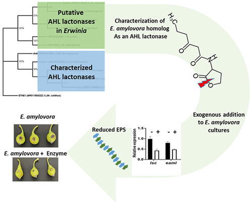 Identifying  and Engineering Quorum Quenching enzymes as anti microbial strategy
