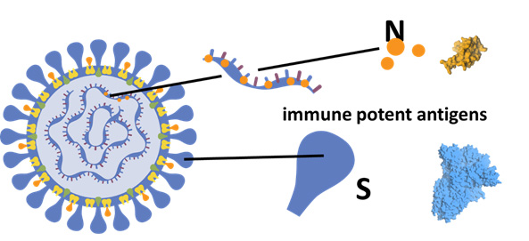 Immune Potent Antigens