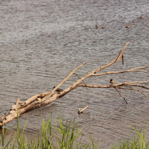 turtles chilling on a branch