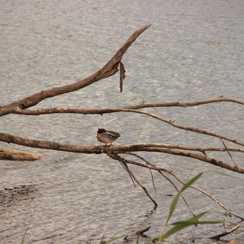 a shy duckling 