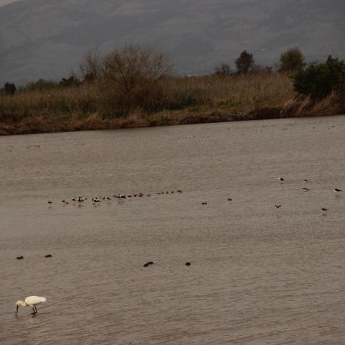 many birds in the lake