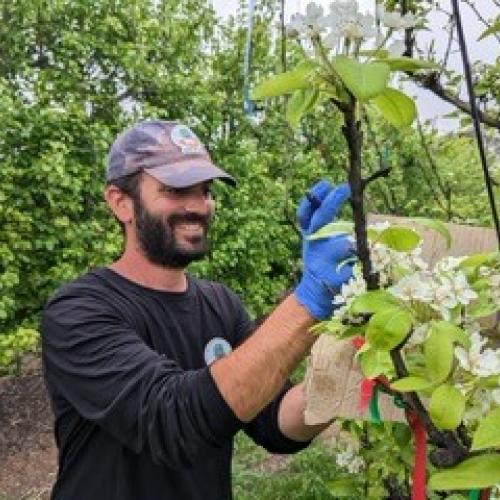 Bar spraying or engneered enzymes on blossoms