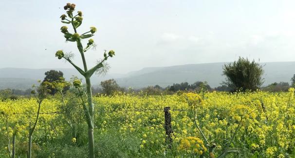 Upper Galilee Regional Council