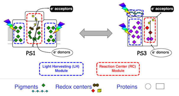 Design of an artificial solar energy converter by reverse engineering natural photosystems.