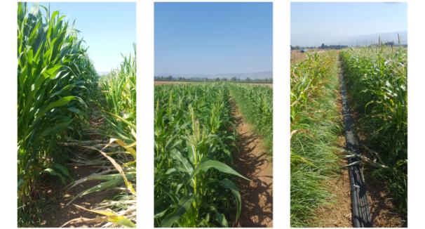 Phytopathology, Biological Control