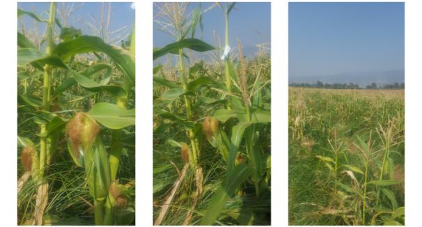 Phytopathology, Biological Control