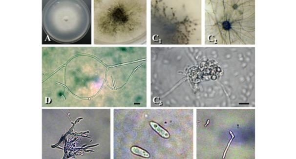 Phytopathology, Biological Control