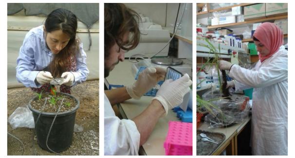 Phytopathology, Biological Control