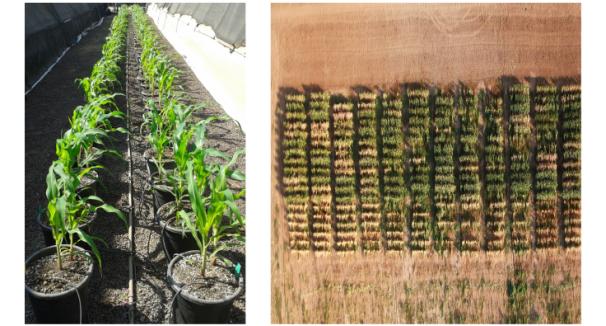 Phytopathology, Biological Control