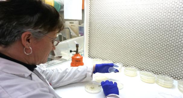 Phytopathology, Biological Control