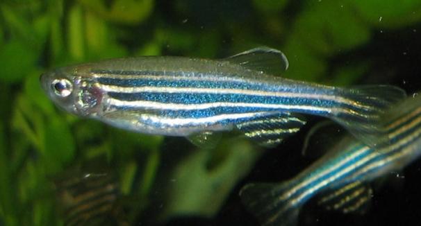 "Zebrafish help scientists speed up tests for medical cannabis strains"
