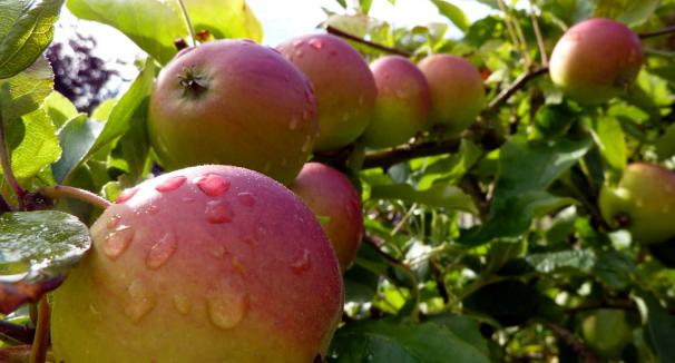 In the World of Deciduous Fruits and Specifically Apples