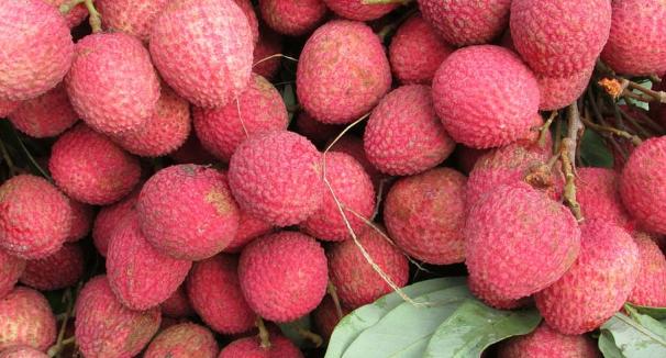 Litchis