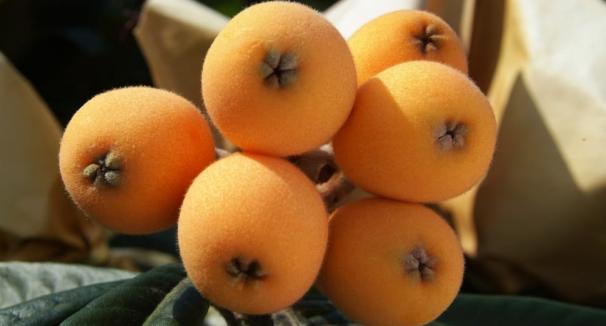 Loquats