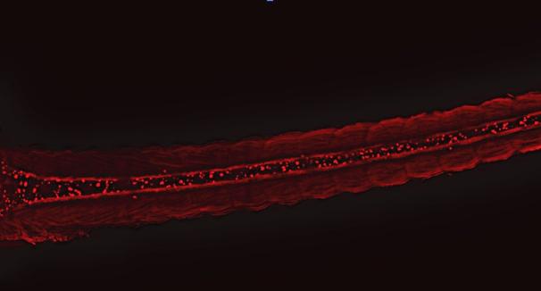 An imaging of a zebrafish larva's neural system via Or's research methods