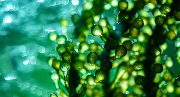 Algae Knowledge Center