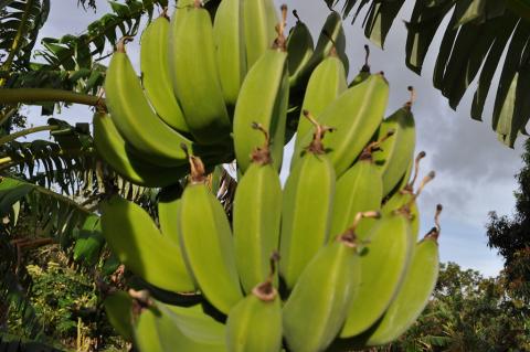 In the World of Bananas 