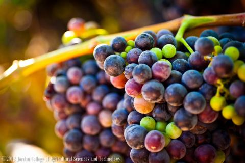 In the World of the Vineyard 