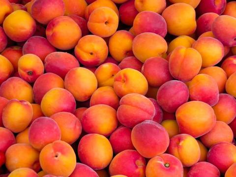 Apricots