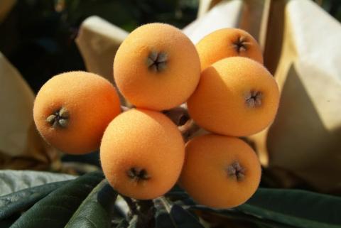 Loquats