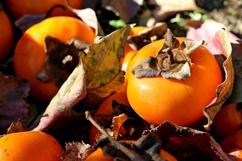 Persimmons